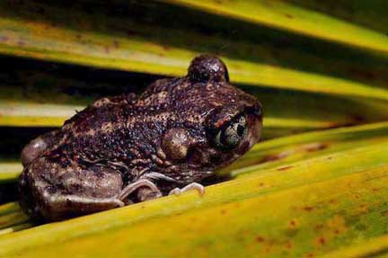 Tree frog in palm, florida