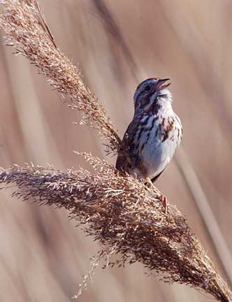 Song sparrow on grass, singing