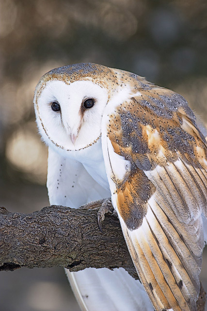 Barn Owl