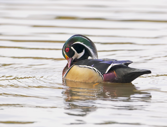 Male Wood Duck