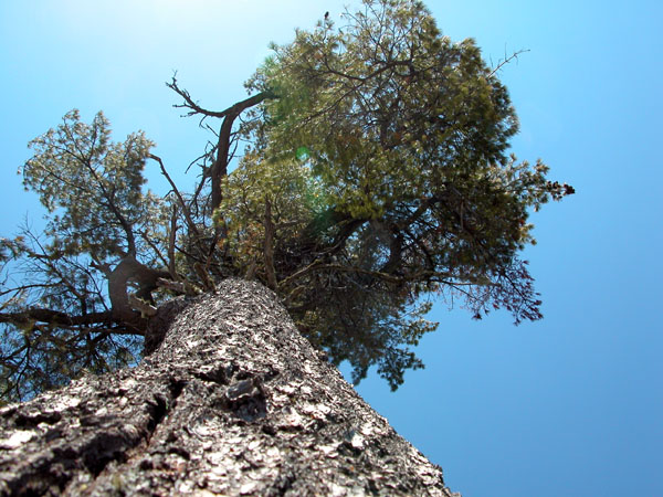 White Pine Tree