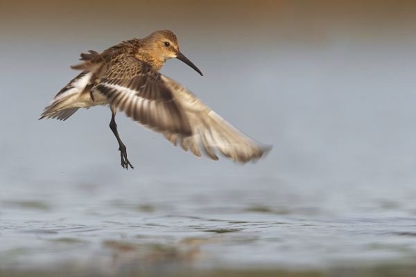 Juvenile Dunlin