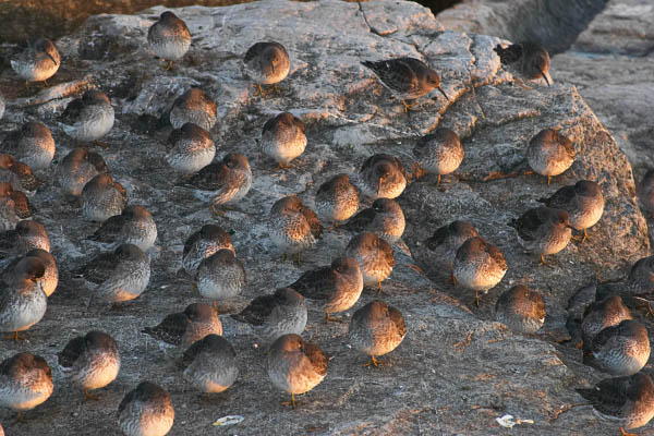 Purlple Sandpipers