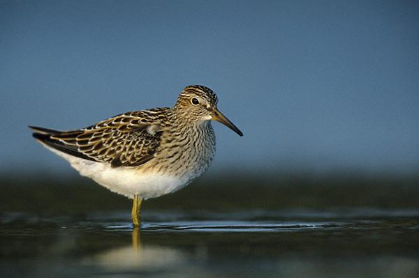 Pectoral Sandpiper