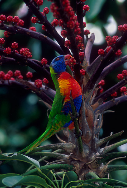 Rainbow lorikeet feeding on nectar