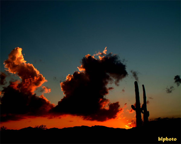 Cactus Buddys & Sunset