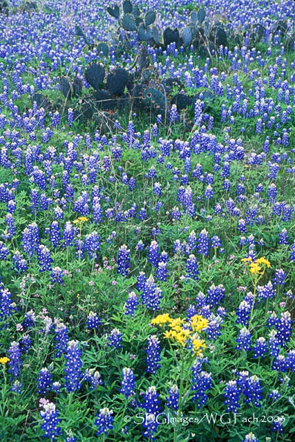 Hill Country Classic