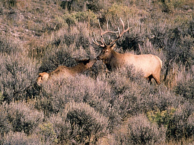 Elk Kissing