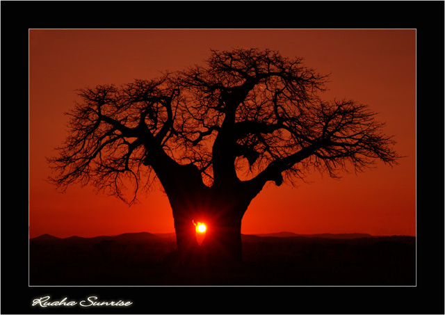 Ruaha Sunrise