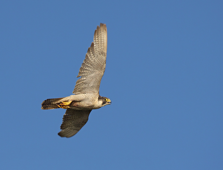 Bempton Peregrine