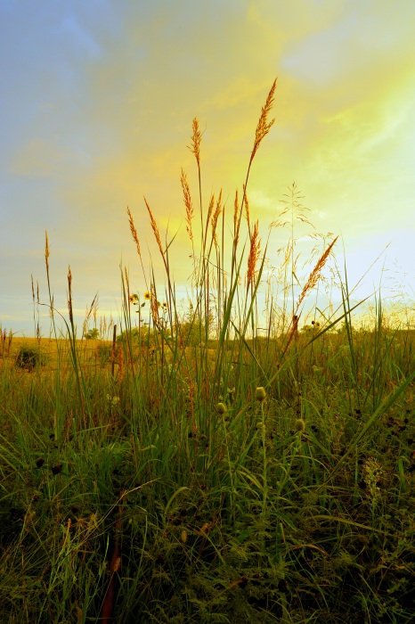 Fenceline Bluestem Grass