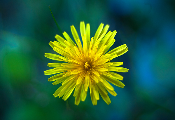 Dandylion