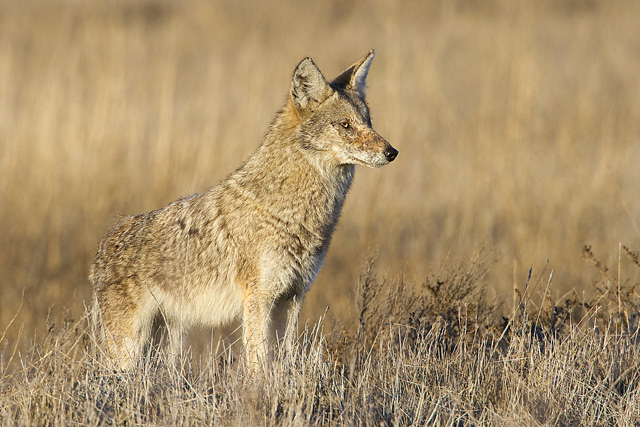 Coyote