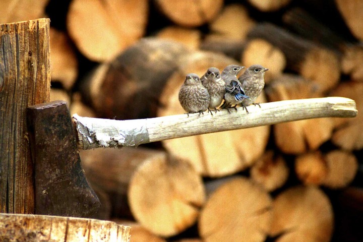 mountain blue bird fledglings