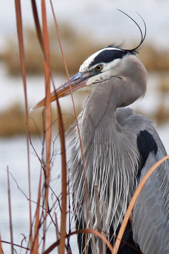 great blue heron portrait