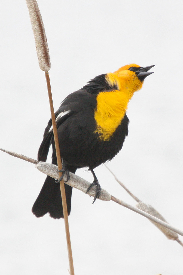 yellow headed black bird