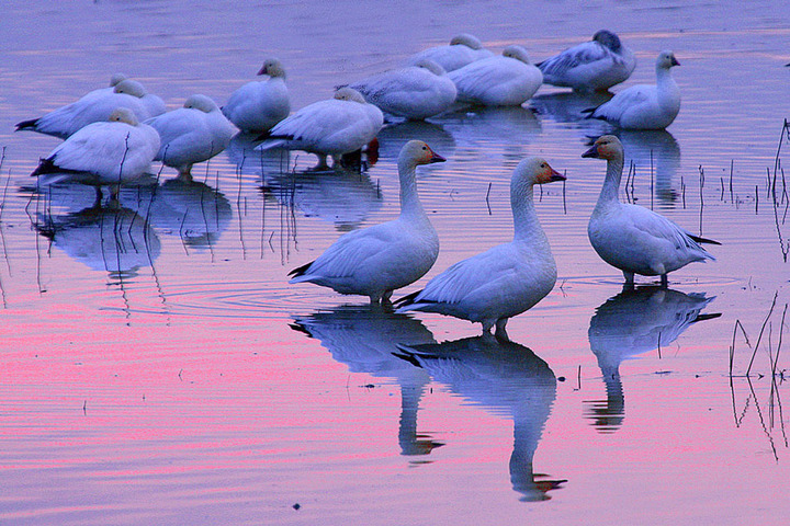 sunset snow geese