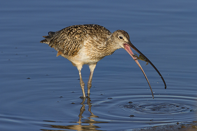 Long-Billed Curlew with Crab