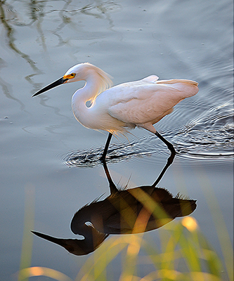Egret