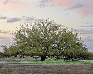 Sunset Tree