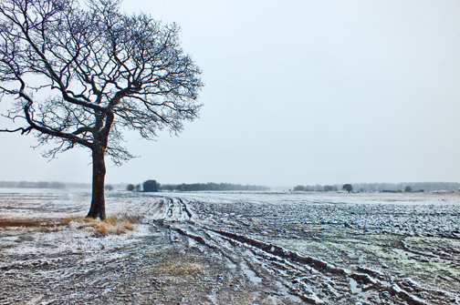 Winter Snow on Farmland