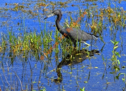 Waterfowl Collection 3- Little Blue Heron