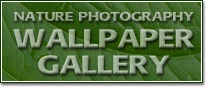 Free Nature Photo Wallpaper